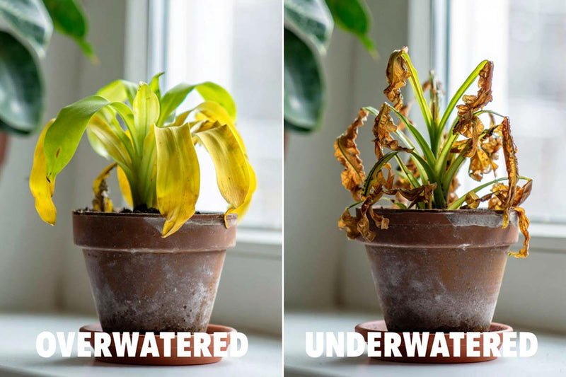 Understanding Watering Needs for Houseplants