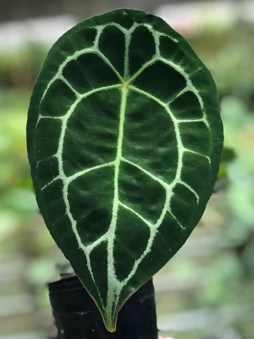 With proper Anthurium forgetii plant care, you will be rewarded with beautiful leaves that make a statement in any space.