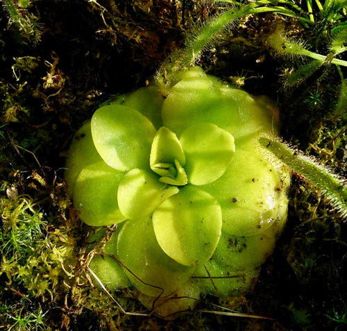 Butterwort Plant Care Tips for Happy Indoor Growth