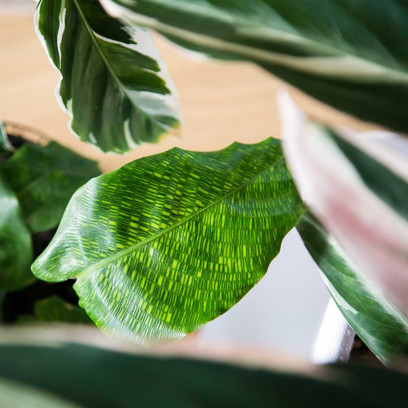 This plant is a little trickier to find, but its beauty and easygoing nature make the search worth it. Read about Calathea musaica plant care.