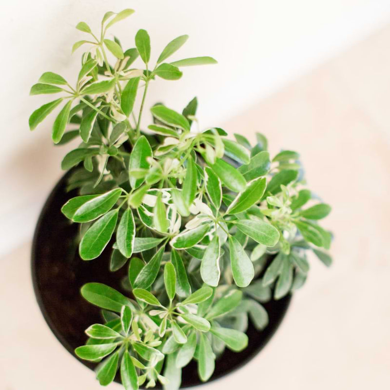 These plants are also known for being fairly easygoing. Read schefflera care tips. Umbrella trees make great beginner plants!