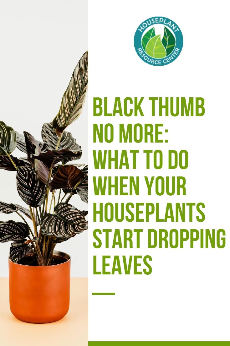 Copy of Copy of Copy of Share Webinar and Save 20 on Course