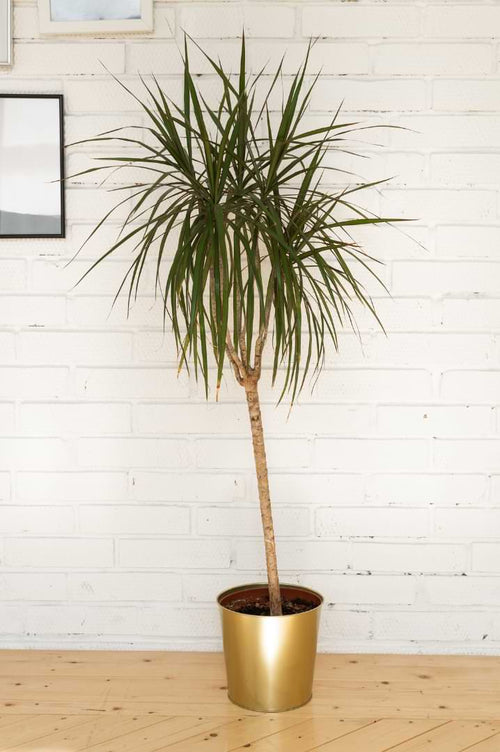 Dracaena Marginata Design Ideas For Any Décor