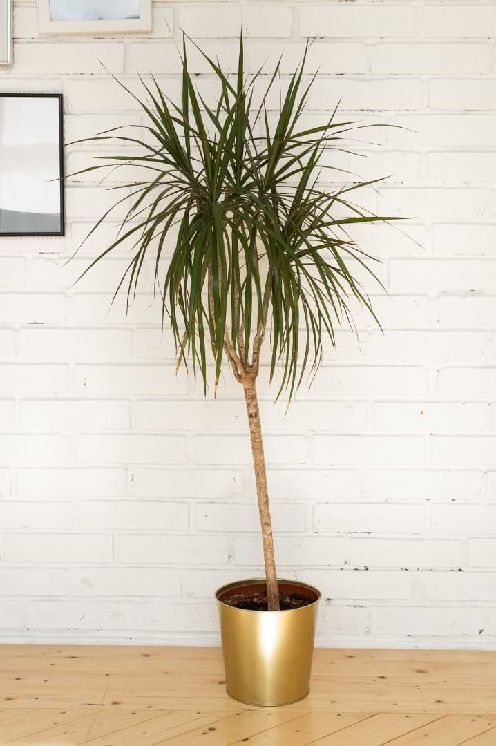Dracaena Marginata Design Ideas For Any Décor