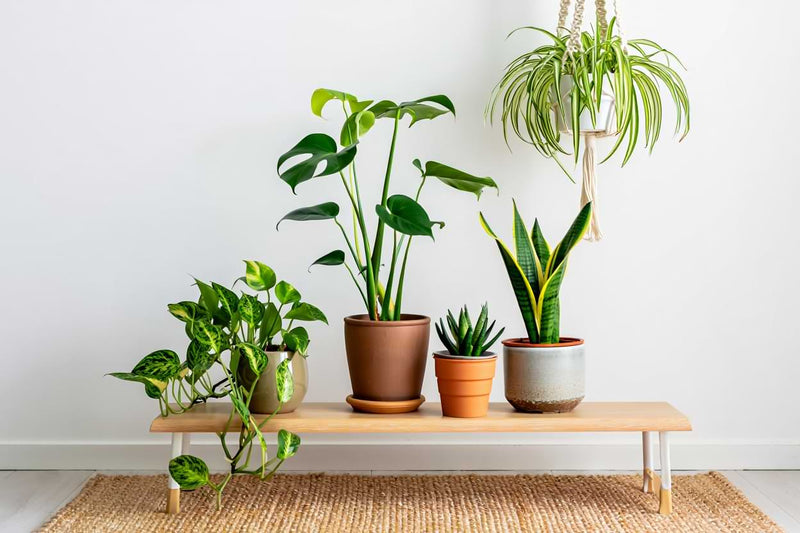 Health Benefits of Houseplants