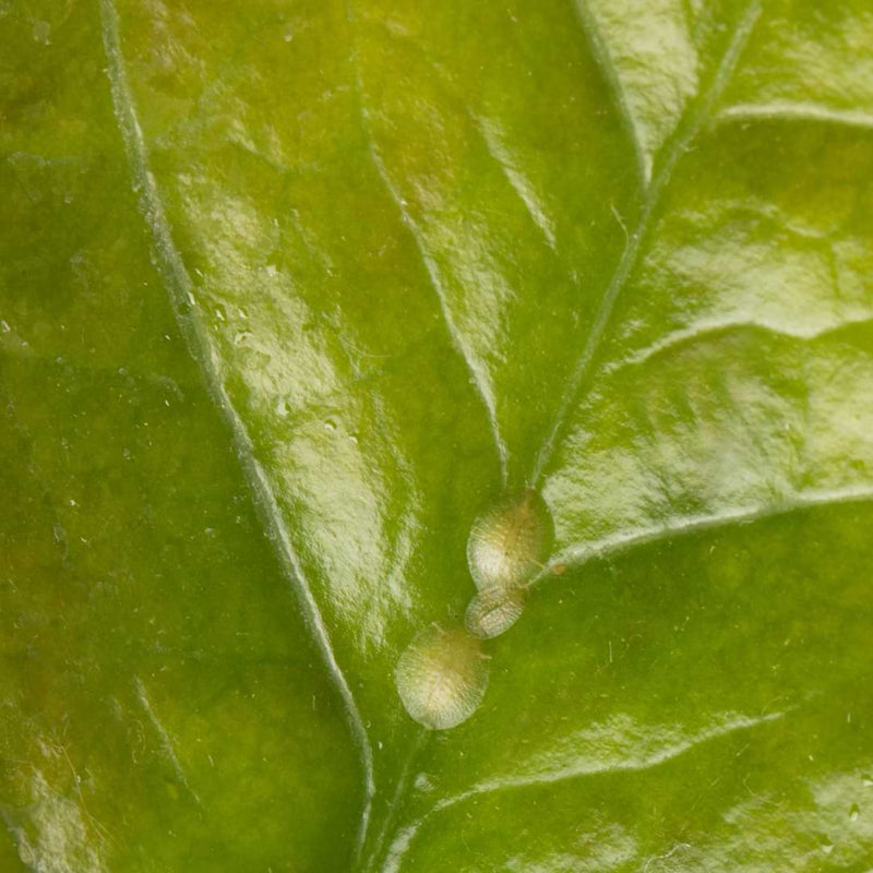 A basic knowledge of houseplant insect control is crucial for indoor plant owners, because at some point, you will have to deal with pests.