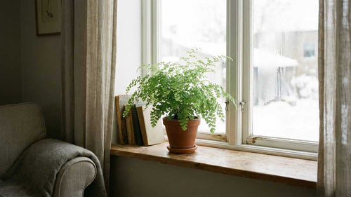 How to Help Maidenhair Ferns Thrive in Winter