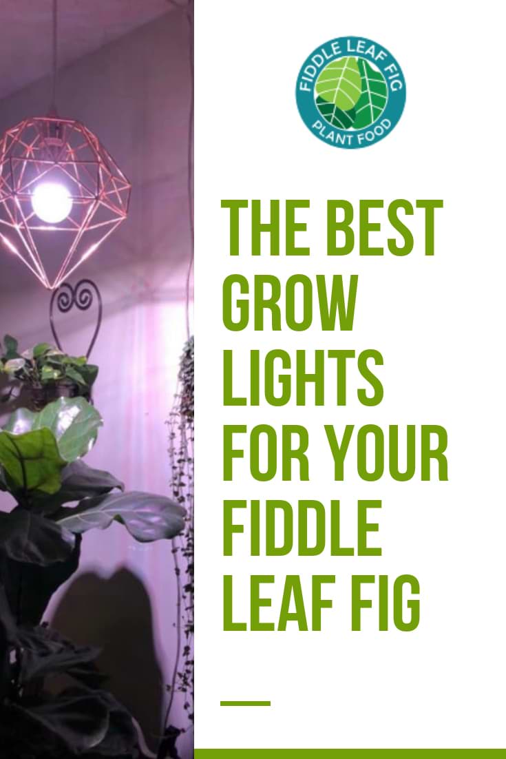 The Best Grow Lights for Your Fiddle Leaf Fig