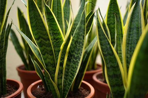 Snake Plant