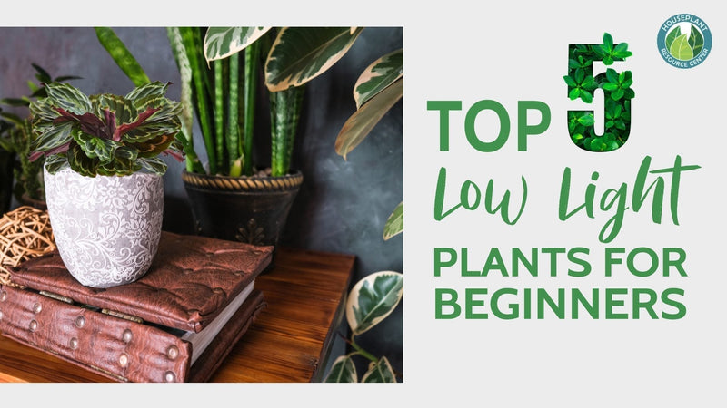 low light plants