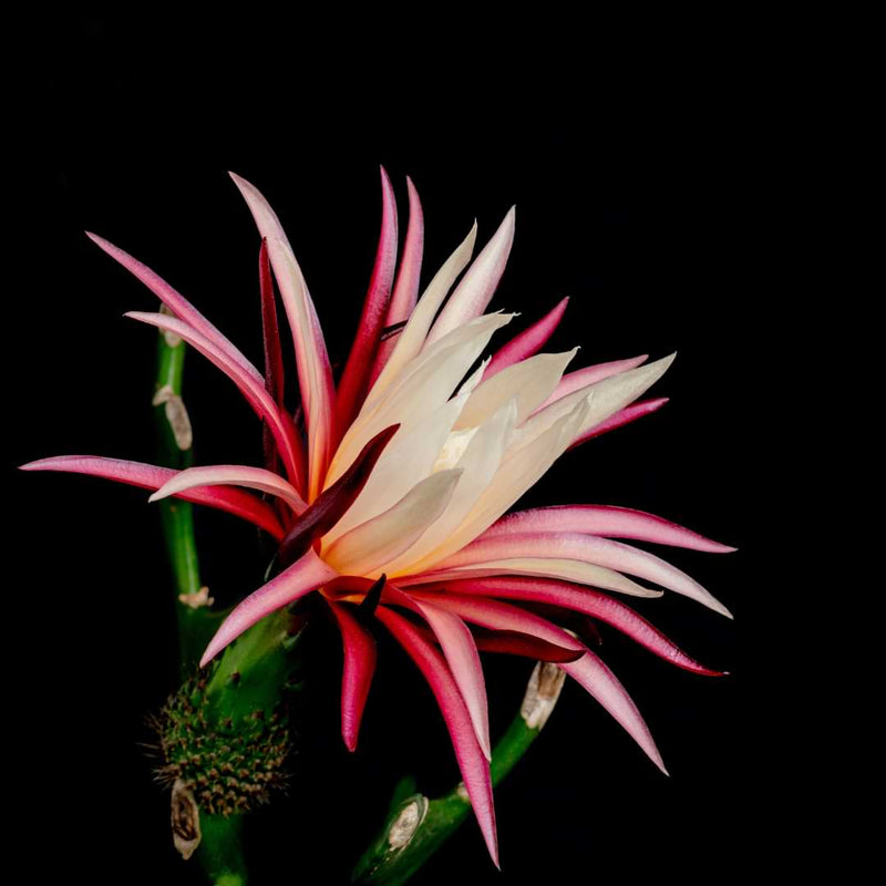 For Cactus Lovers! Here is an easy-to-follow Zig Zag cactus care guide to help you keep your cactus thriving and healthy.