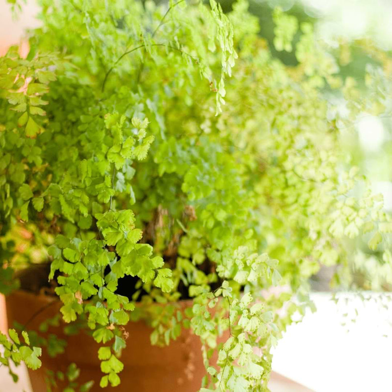 Add a touch of the rainforest to your home with beautiful ferns. Discover the best ferns for your home and how to care for them.