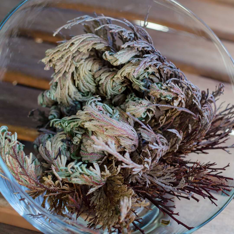 buy a rose of jericho