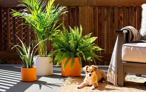 Create a Petio with Pet-Safe Plants