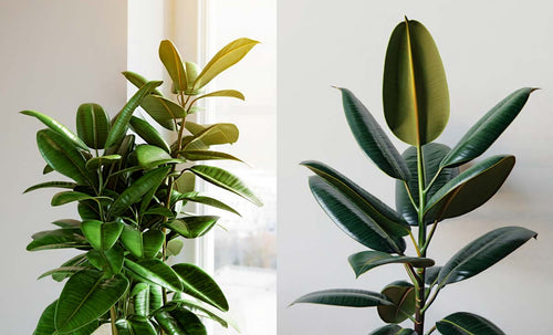 Fixing Mistakes in Houseplant Pruning