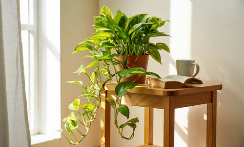 Time to Repot: Signs Your Golden Pothos Needs Space