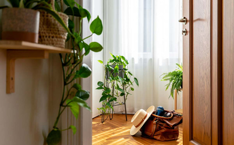 Watering Indoor Plants While Traveling