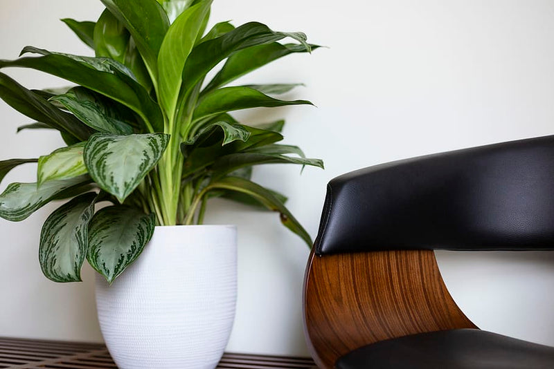 Chinese Evergreen Care