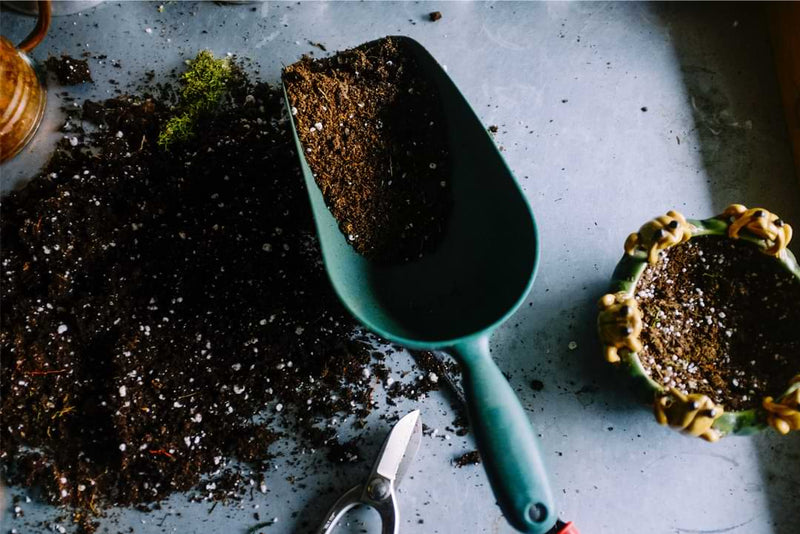 Best Soil for Majesty Palms