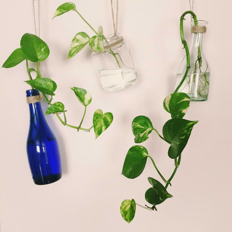 Everything You Need to Know About Pothos Pruning and Propagation