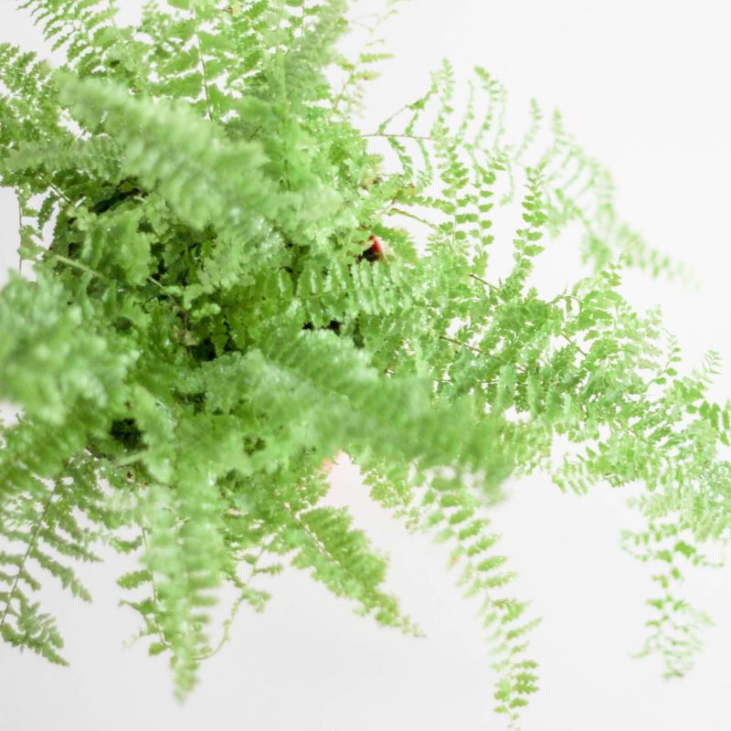 The good news is that you don't need any specialized equipment or expensive tools to propagate Boston ferns successfully.