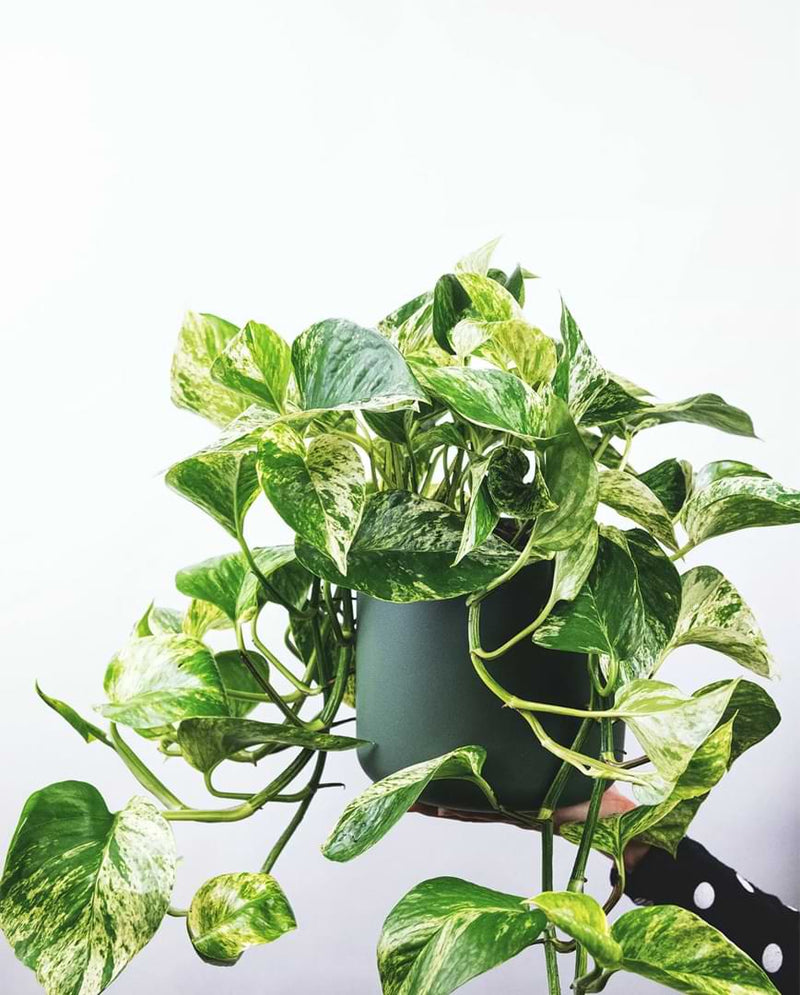 The Complete Golden Pothos Care Guide