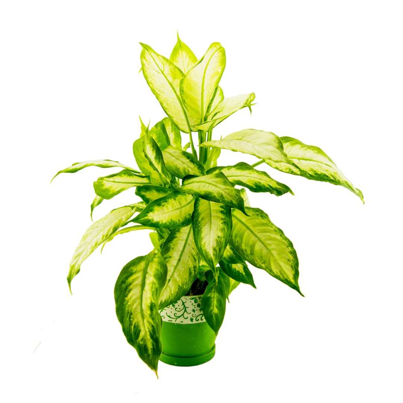 Frustrated by the yellowing in your houseplant? Read our detailed guide on Dieffenbachia yellow leaves for the best solutions to its common causes.