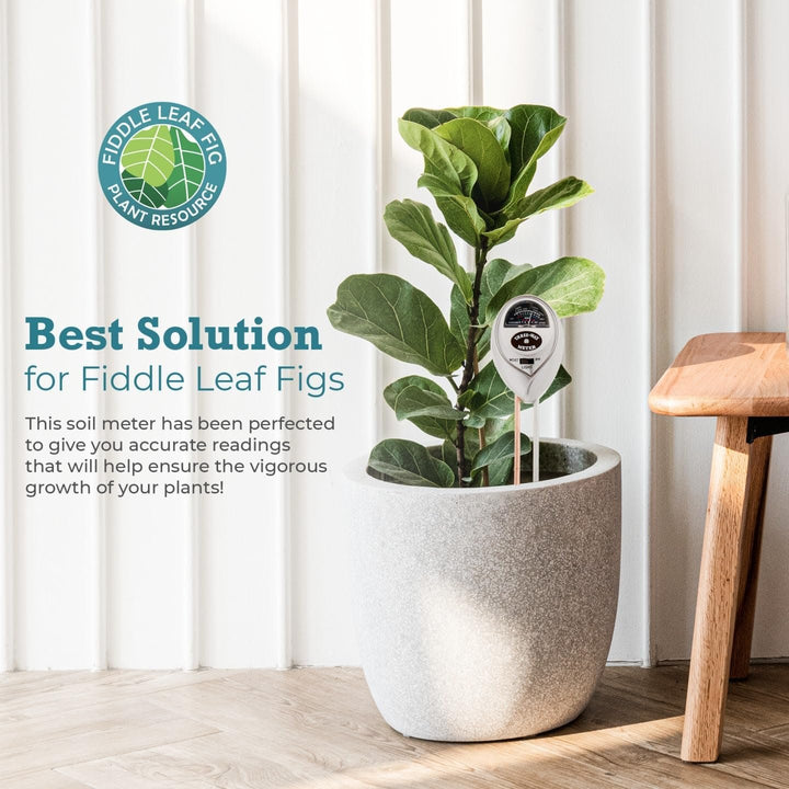 Fiddle Leaf Fig 3-in-1 Soil Meter — Measures Light, Moisture & pH for Optimal Growth | Battery-Free