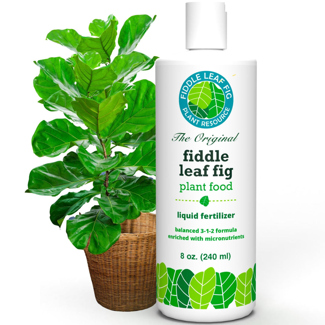 Fiddle Leaf Fig Plant Food – 3‑1‑2 Balanced NPK Liquid Fertilizer for Larger Leaves, Stronger Roots & Steady, Vibrant Growth | Suitable for All Ficus Including Ficus Lyrata | Made in USA | 8 oz