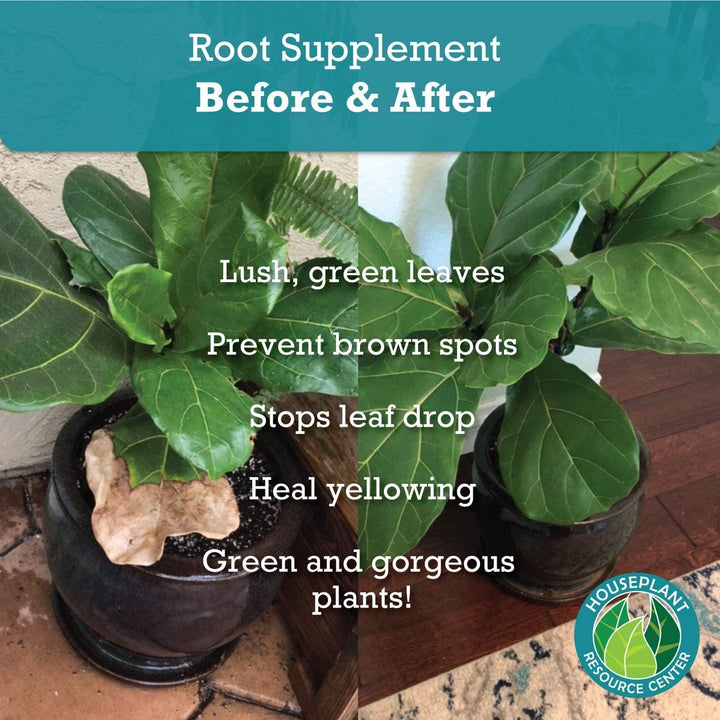 Root Rot Repair - Recovery Drops Supplement | 8 oz