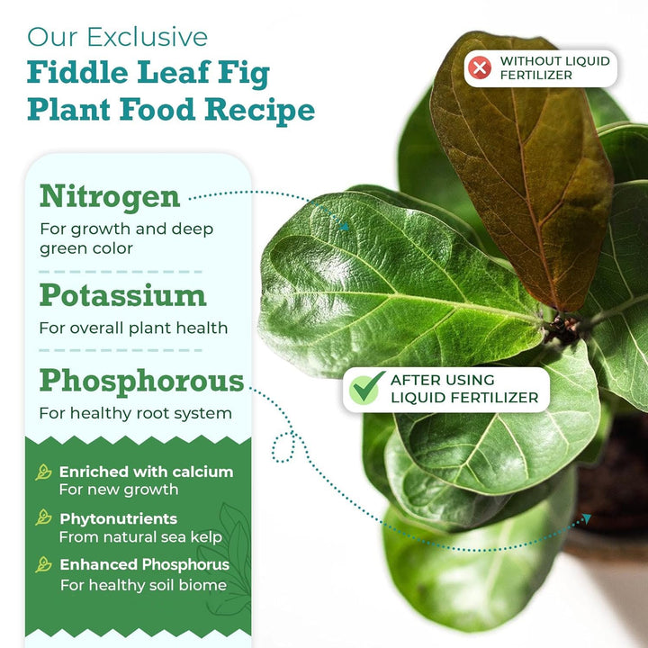 Fiddle Leaf Fig Plant Food – 3‑1‑2 Balanced NPK Liquid Fertilizer for Larger Leaves, Stronger Roots & Steady, Vibrant Growth | Suitable for All Ficus Including Ficus Lyrata | Made in USA | 8 oz