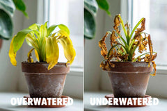 Understanding Watering Needs for Houseplants