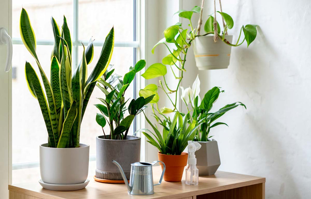 Easy Houseplants for New Plant Owners