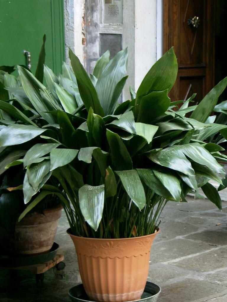 The Beginner’s Guide to Cast Iron Plant Care
