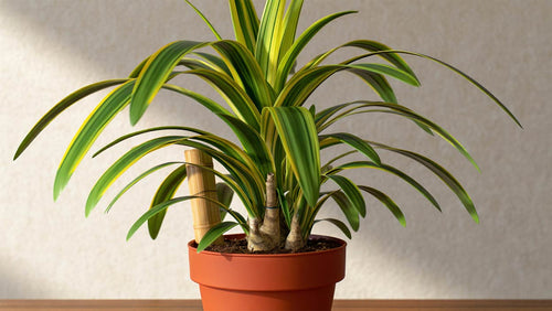 Beginner Friendly Plant