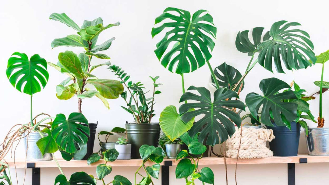 Best Houseplants
