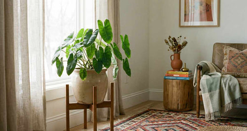 Best Soil Mix for Healthy Indoor Philodendrons