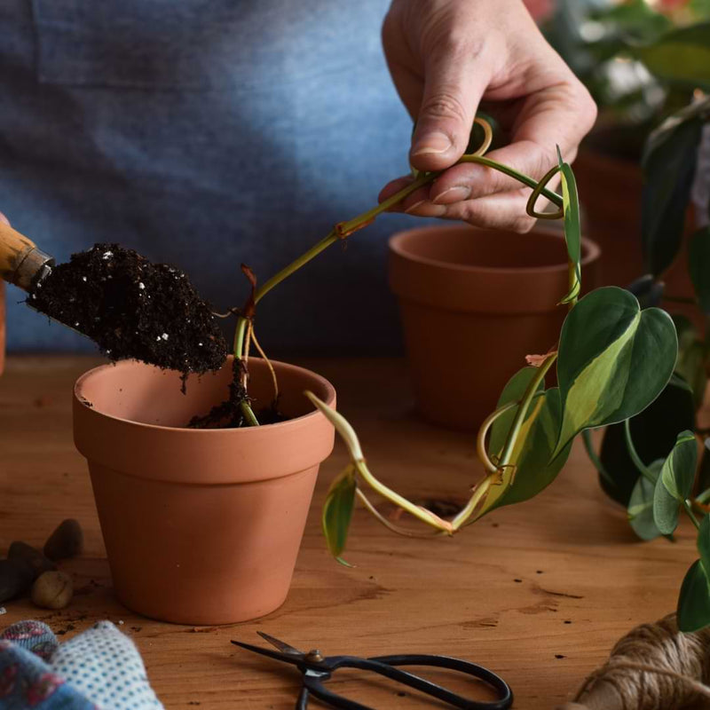 Best Soil for Pothos