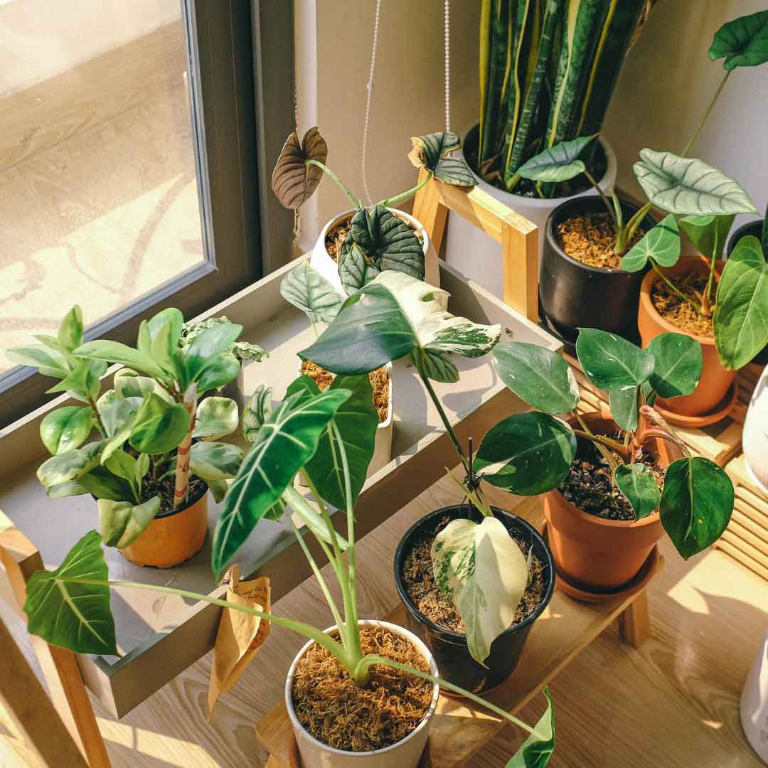 Best Soil for Your Houseplants