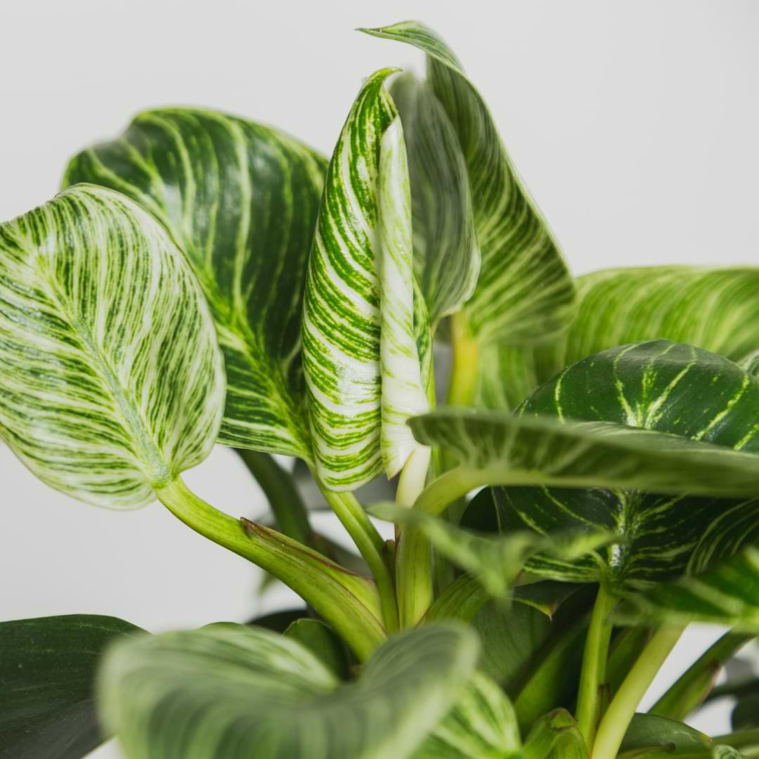 Read more and with just a few simple tips on Birkin plant care, you can keep your plants healthy and growing.