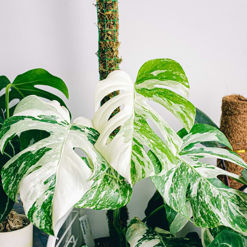 Blog Planoly Photos