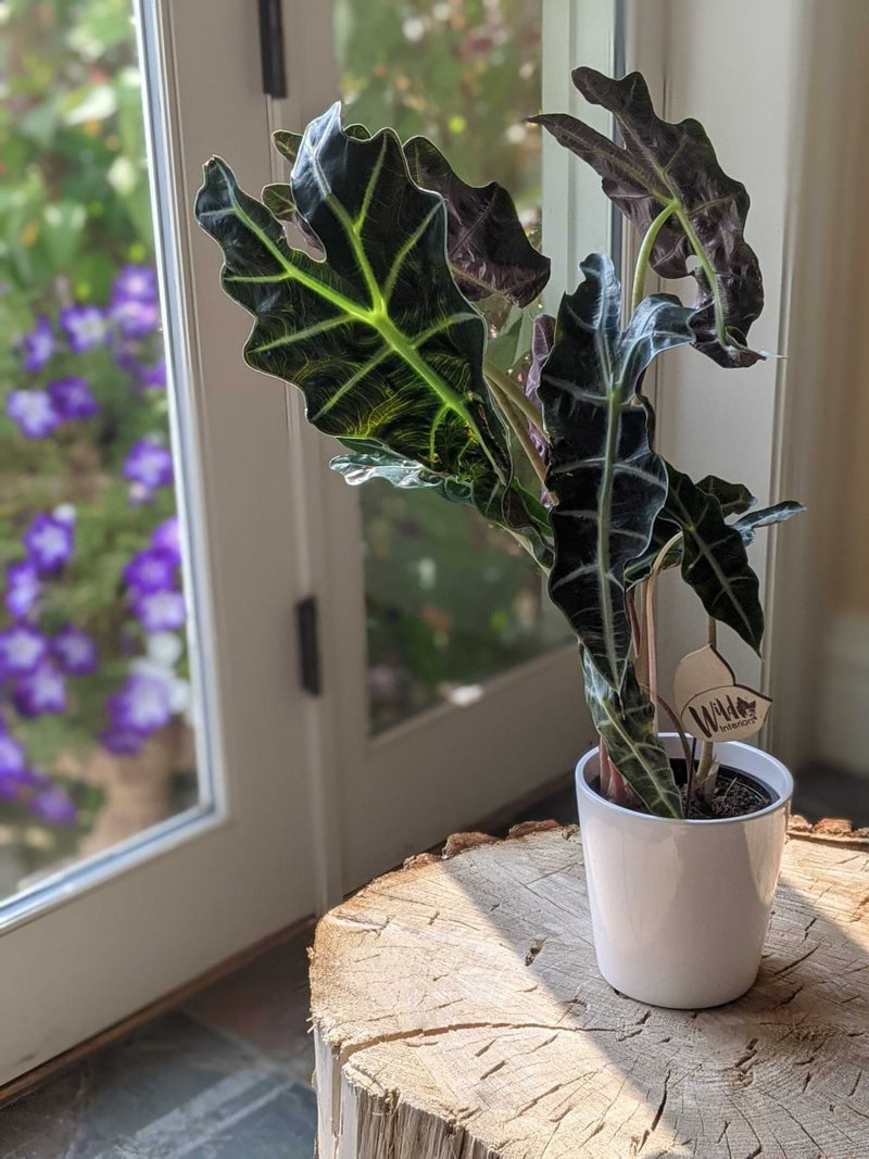 Here is a BloosmyBox review. They are a subscription company that delivers beautiful fresh-cut flowers and plants to your door each month.