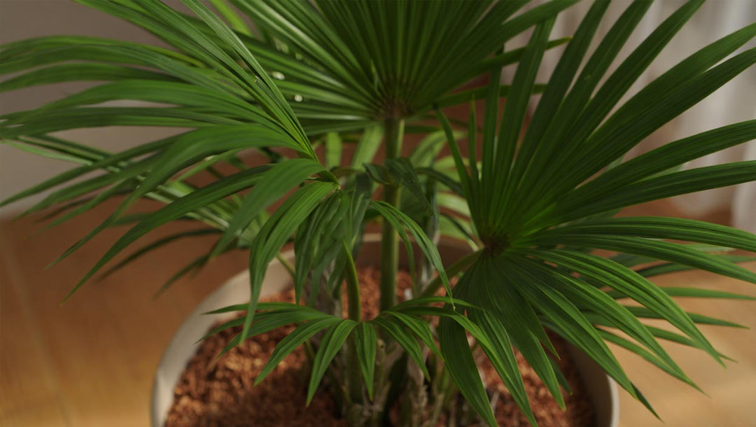 Bring the Tropics Inside