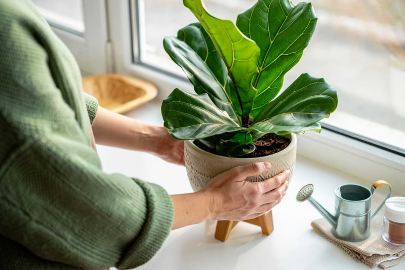 Caring for FLF