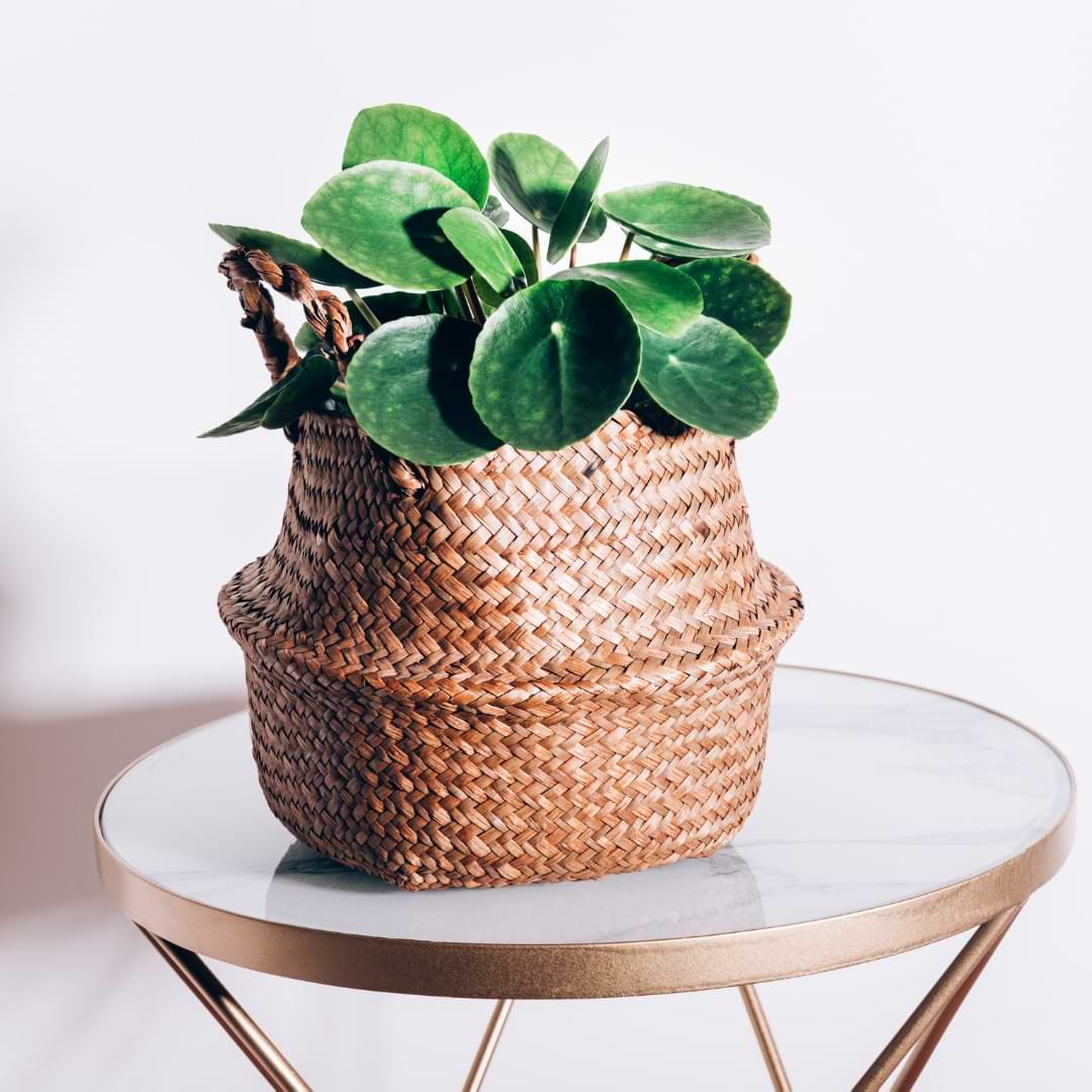 How to Propagate the Chinese Money Plant