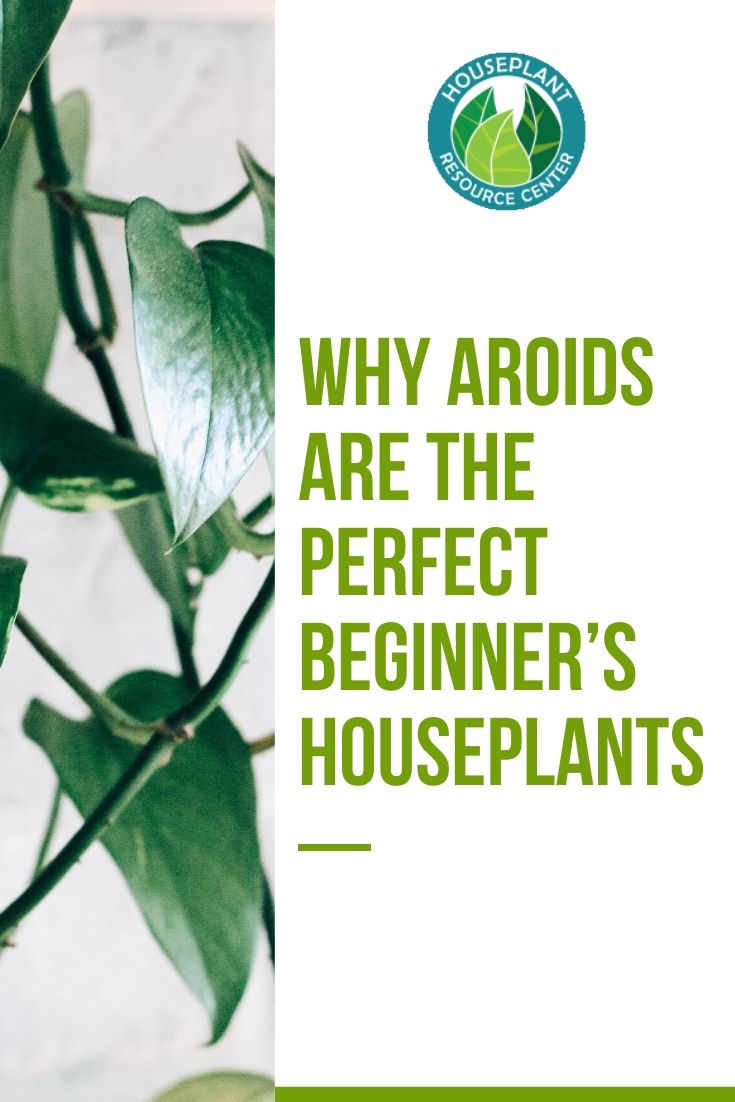 Why Aroids are the Perfect Beginner’s Houseplants