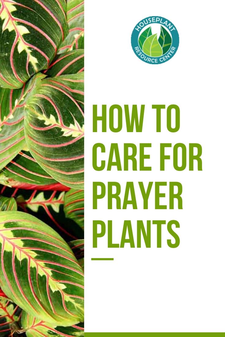How to Care for Prayer Plants
