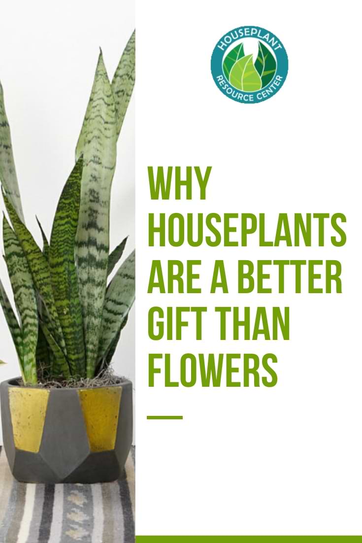 Why Houseplants Are a Better Gift than Flowers - Houseplant Resource Center