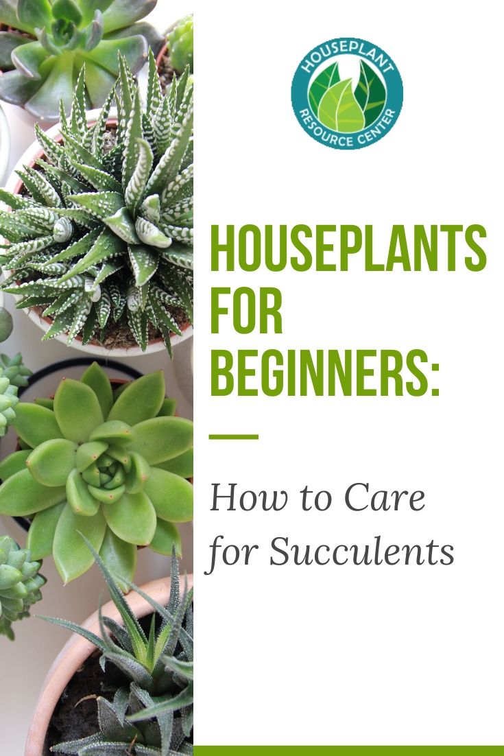 Houseplants for Beginners: How to Care for Succulents