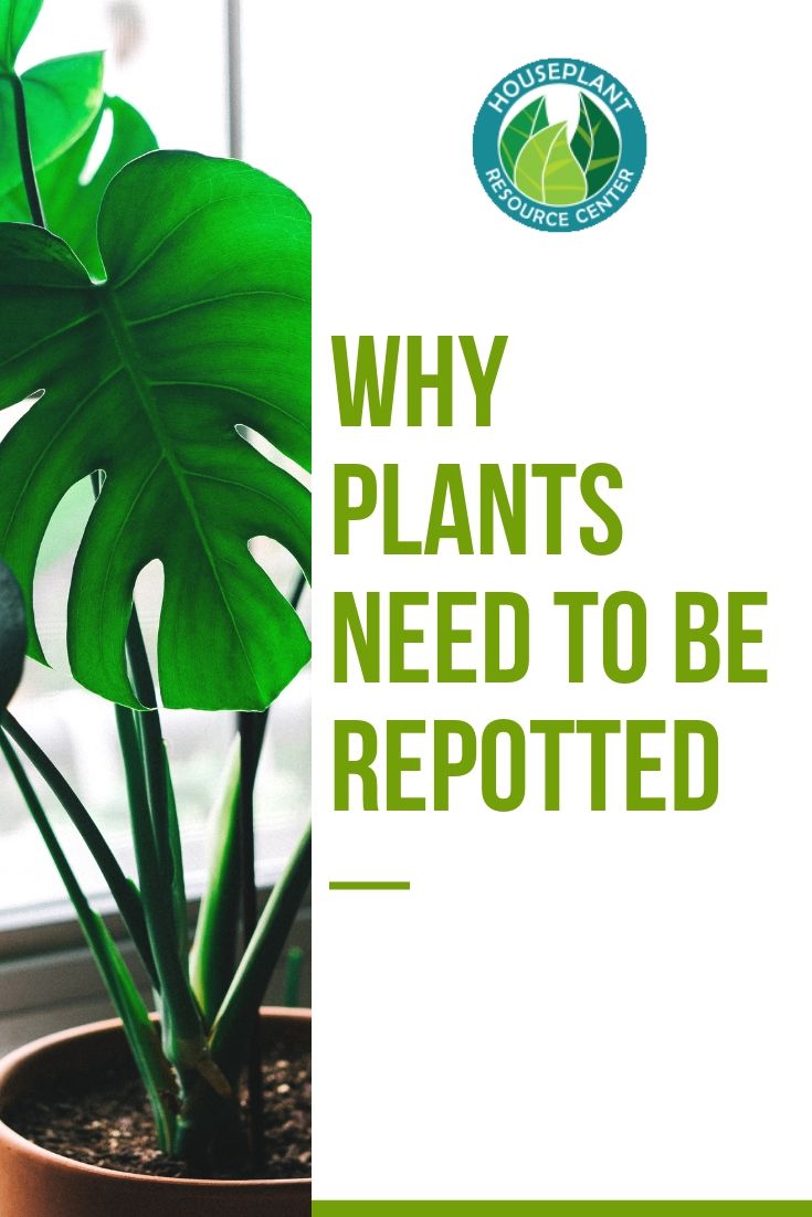 Why Plants Need to Be Repotted - Houseplant Resource Center
